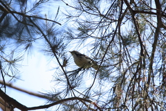 Plectorhyncha lanceolata