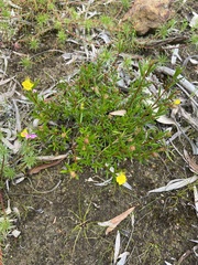 Hibbertia spicata