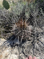 Hamatocactus hamatacanthus