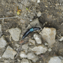 Staphylinini