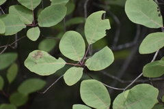 Cotinus obovatus