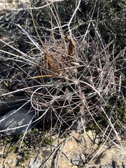 Hamatocactus hamatacanthus