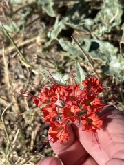 Nyctaginia capitata