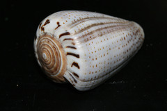Conus glaucus