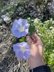 Ipomoea lindheimeri