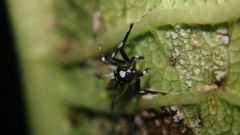 Phintella bifurcilinea