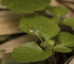 Dysopsis glechomoides