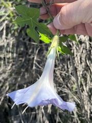 Ipomoea lindheimeri