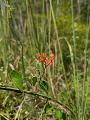 Asclepias lanceolata