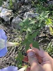 Ipomoea lindheimeri