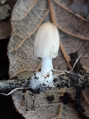 Coprinopsis