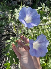 Ipomoea lindheimeri