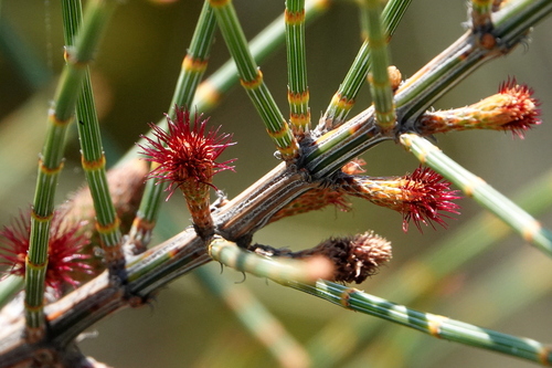 Allocasuarina distyla (Allocasuarina distyla)