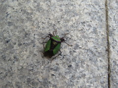 Pentatoma parametallifera
