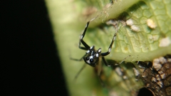 Phintella bifurcilinea