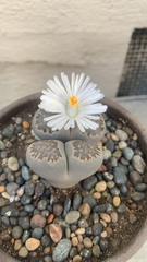 Lithops