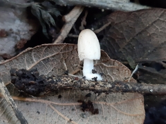 Coprinopsis