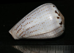 Conus glaucus