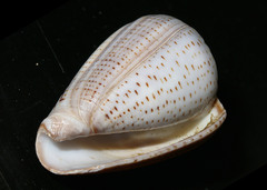 Conus glaucus