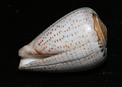 Conus glaucus