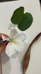 Bauhinia variegata