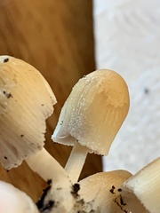Micacei