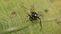 Phintella bifurcilinea