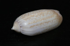 Oliva ornata