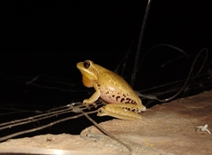 Boana pulchella