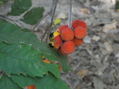 Cupaniopsis flagelliformis