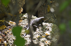Sceloporus hunsakeri