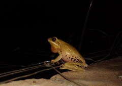 Boana pulchella