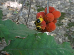 Cupaniopsis flagelliformis