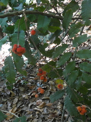 Cupaniopsis flagelliformis