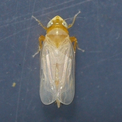 Scaphoideus