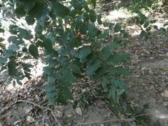 Cupaniopsis flagelliformis