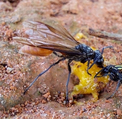 Polybia dimidiata