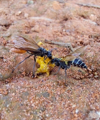 Polybia dimidiata