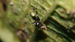 Phintella bifurcilinea