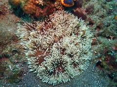 Heteractis aurora