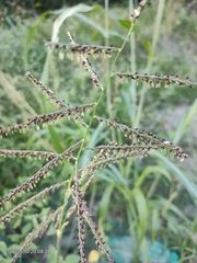 Sorghum arundinaceum