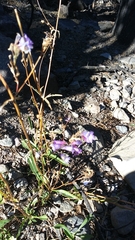 Penstemon gracilentus