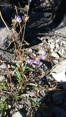 Penstemon gracilentus