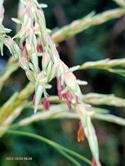 Sorghum arundinaceum