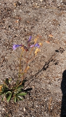 Penstemon gracilentus