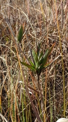 Dichanthelium scribnerianum