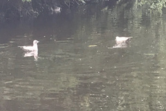 Larus