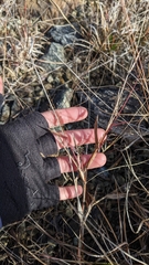 Dichanthelium sphaerocarpon