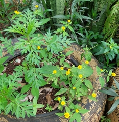 Melampodium divaricatum