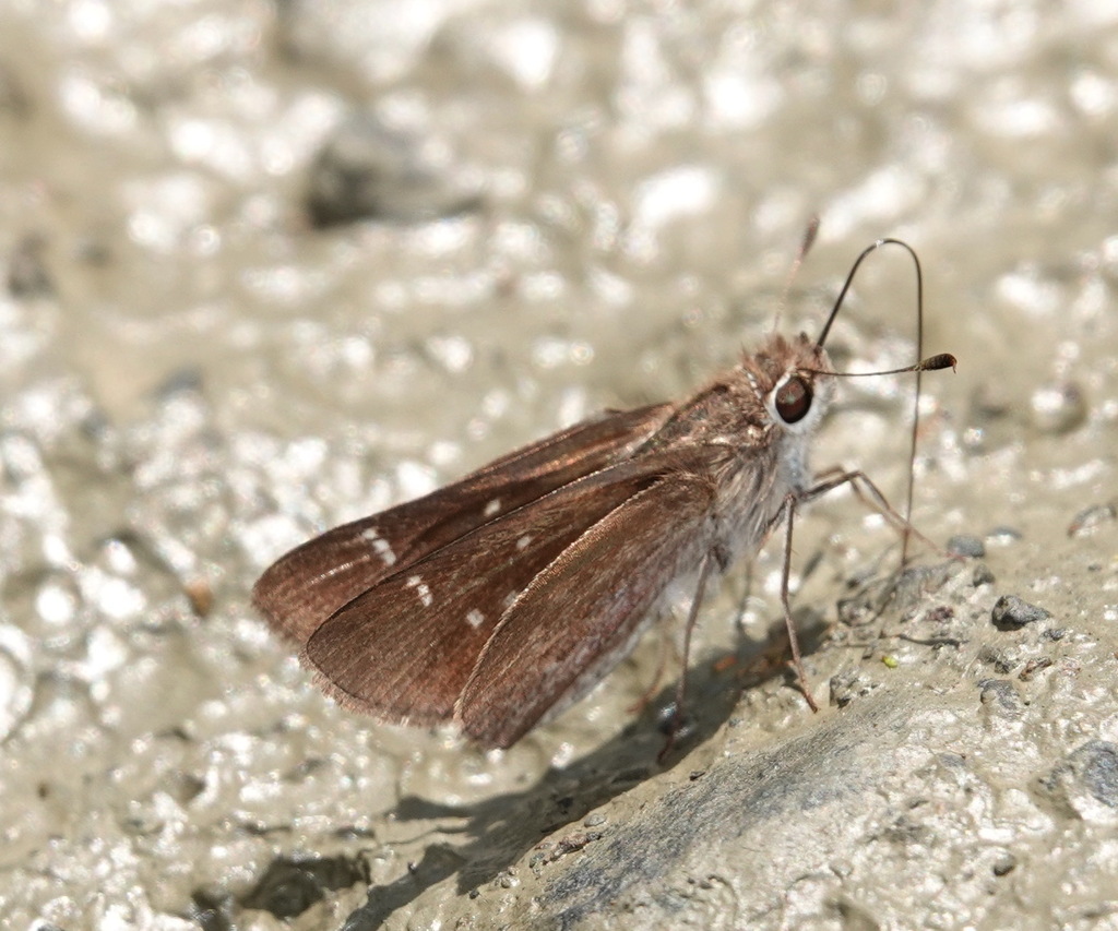 Lerodea xenos